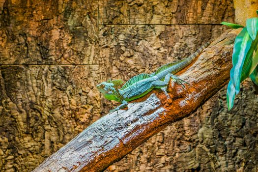 portrait of a green plumed basilisk sitting on a tree branch, male helmeted lizard, tropical reptile from America