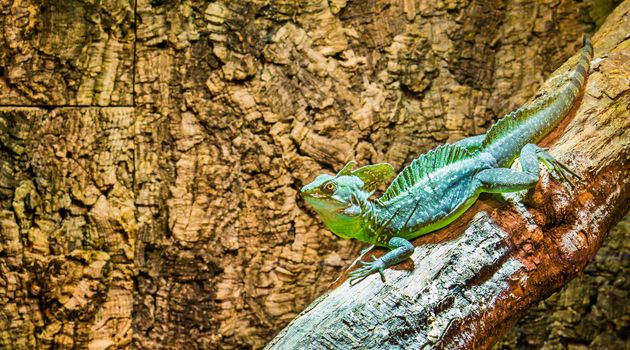 closeup of a green plumed basilisk, male lizard, tropical reptile pet from America