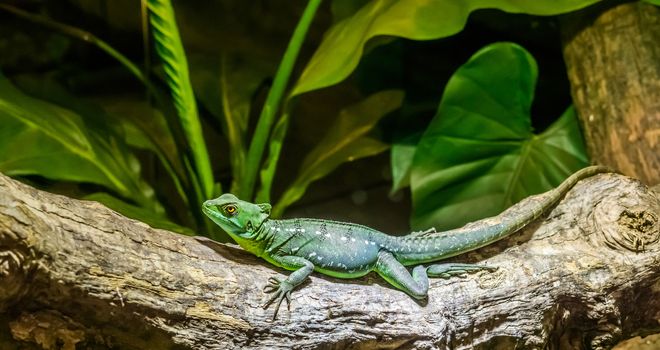 female green plumed basilisk on a tree branch in closeup, helmeted lizard, tropical reptile pet from America