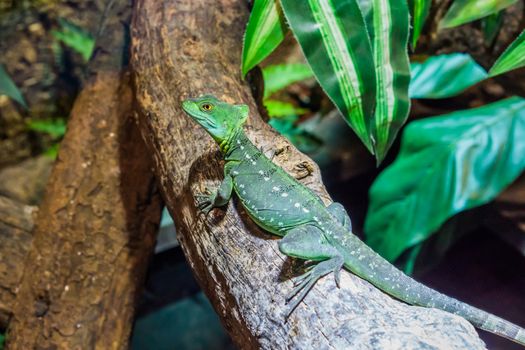 closeup of a female green plumed basilisk sitting on a tree branch, helmeted lizard, tropical reptile pet from America