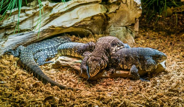 reptile family of black and white giant tegus together, tegu laying on top of another one, dominant animal behavior, tropical lizards from America