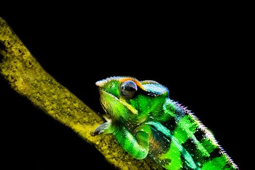 Panther chameleon in closeup and isolated on a black background, tropical iguana from madagascar, popular vivarium pet