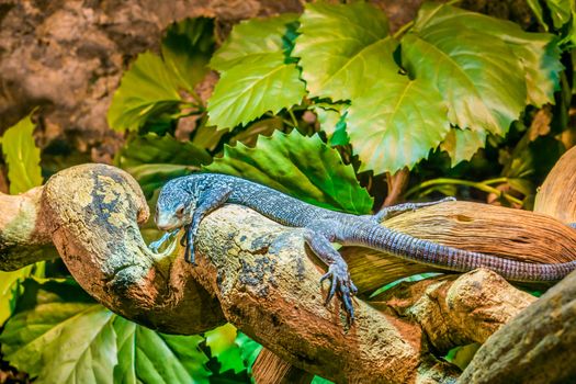 blue spotted tree monitor on a branch in closeup, endangered lizard from the Island of Batanta in Indonesia