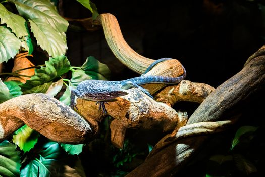 blue spotted tree monitor walking ovar a branch, endangered lizard that lives on the island of batanta in Indonesia