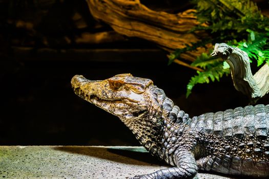 head of a juvenile caiman crocodile in closeup, a tropical alligator from America