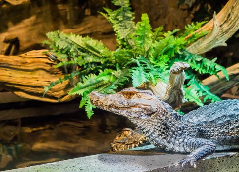 juvenile dwarf caiman crocodile head in closeup, tropical alligator from America