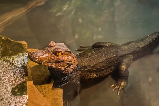 juvenile dwarf caiman crocodile standing in the water, alligator in closeup, tropical reptile pet from America