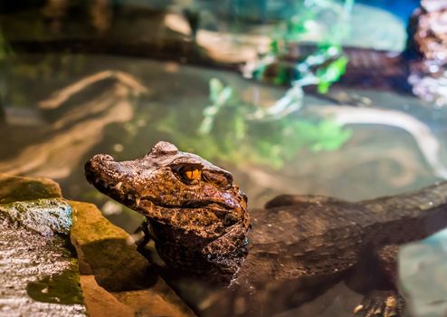 juvenile dwarf caiman crocodile laying in the water with his head in closeup, tropical alligator from America