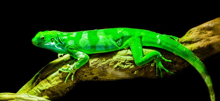 green Fiji banded iguana laying on a tree branch, endangered tropical lizard from the fijian islands, isolated on a black background