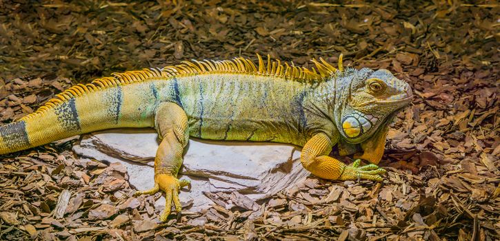 beautiful and colorful iguana lizard in the colors yellow, grey and black, popular tropical reptile from America