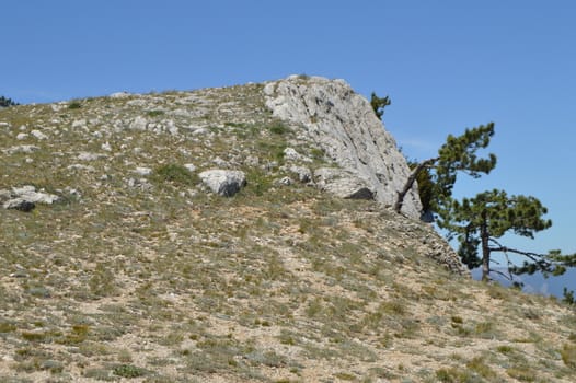 A lonely pine tree with a curving trunk on a mountainside, against a blue sky.