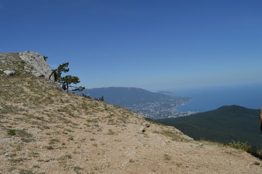 A lonely pine tree with a curving trunk on a mountainside, against a blue sky.