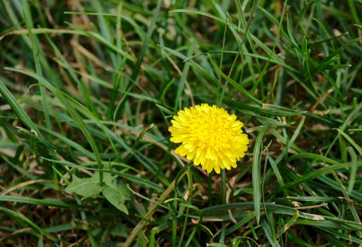 Close Up image of Lonely Dandelion flower