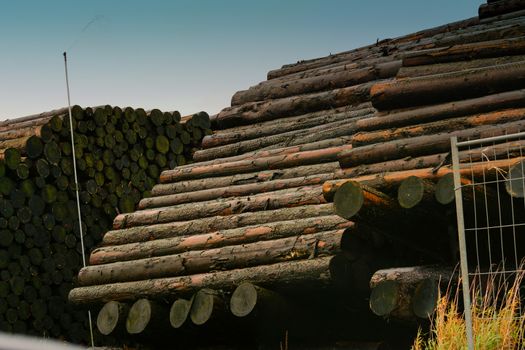 Wood yard business. Wood stacked outdoors. Concept forest industry environment.
Felled tree trunks are sprayed with water to protect them against wood pests