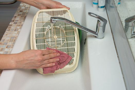 The girl washes the bottom of the cat's lattice