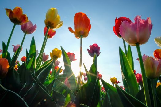 Field of tulips with blue sky on a sunny day in spring