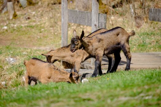 Young goats are playing on a green meadow in Bavaria, Germany