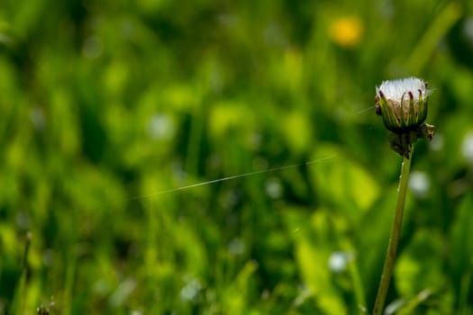 Beautiful white dandelion flowers in green grass. Meadow with dandelion flowers. Field flowers. Deflorate dandelions. Nature field flowers in meadow. 