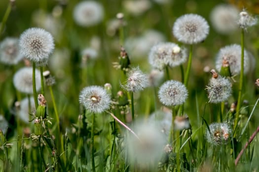 Beautiful white dandelion flowers in green grass. Meadow with dandelion flowers. Field flowers. Deflorate dandelions. Nature field flowers in meadow. 

