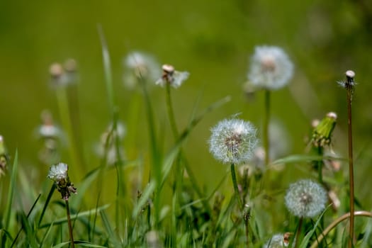 Beautiful white dandelion flowers in green grass. Meadow with dandelion flowers. Field flowers. Deflorate dandelions. Nature field flowers in meadow. 