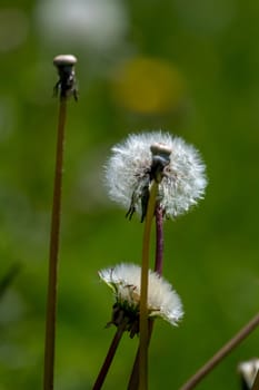 Beautiful white dandelion flowers in green grass. Meadow with dandelion flowers. Field flowers. Deflorate dandelions. Nature field flowers in meadow. 