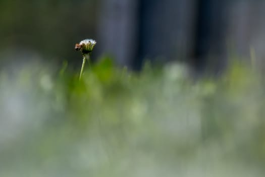 Beautiful white dandelion flowers on gray background.. Meadow with dandelion flowers. Nature field flower. Meadow with dandelion flowers. Deflorate dandelions. 

