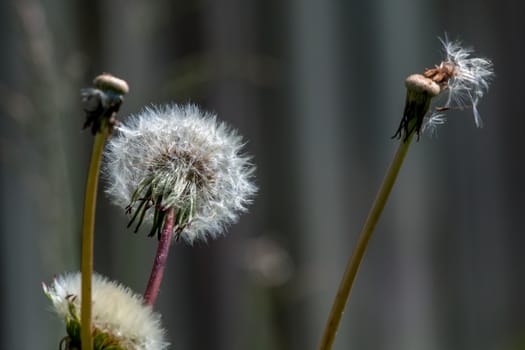 Beautiful white dandelion flowers on gray background.. Meadow with dandelion flowers. Nature field flower. Meadow with dandelion flowers. Deflorate dandelions. 

