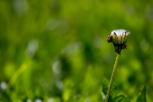 Beautiful white dandelion flowers in green grass. Meadow with dandelion flowers. Field flowers. Deflorate dandelions. Nature field flowers in meadow. 