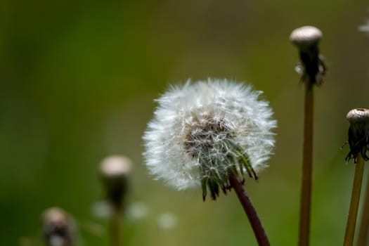 Beautiful white dandelion flowers in green grass. Meadow with dandelion flowers. Field flowers. Deflorate dandelions. Nature field flowers in meadow. 