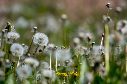 Beautiful white dandelion flowers in green grass. Meadow with dandelion flowers. Field flowers. Deflorate dandelions. Nature field flowers in meadow. 