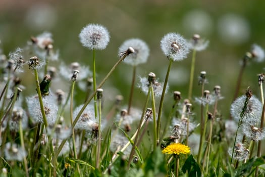 Beautiful white dandelion flowers in green grass. Meadow with dandelion flowers. Field flowers. Deflorate dandelions. Nature field flowers in meadow. 