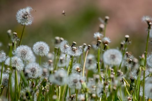 Beautiful white dandelion flowers in green grass. Meadow with dandelion flowers. Field flowers. Deflorate dandelions. Nature field flowers in meadow. 