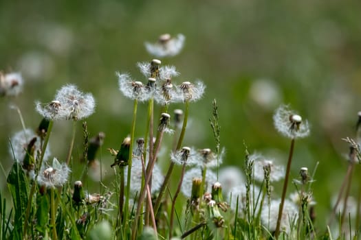 Beautiful white dandelion flowers in green grass. Meadow with dandelion flowers. Field flowers. Deflorate dandelions. Nature field flowers in meadow. 