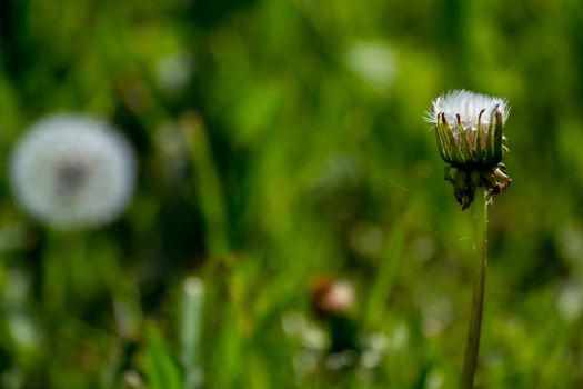 Beautiful white dandelion flowers in green grass. Meadow with dandelion flowers. Field flowers. Deflorate dandelions. Nature field flowers in meadow. 