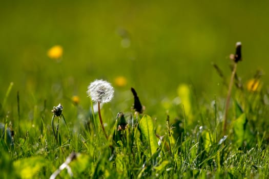 Beautiful white dandelion flowers in green grass. Meadow with dandelion flowers. Field flowers. Deflorate dandelions. Nature field flowers in meadow. 