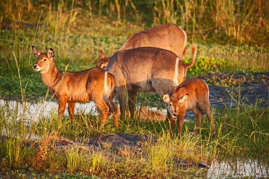 Female Waterbuck (Kobus ellipsiprymnus) and two young photographed in the Olifants River, Kruger National Park. South Africa.