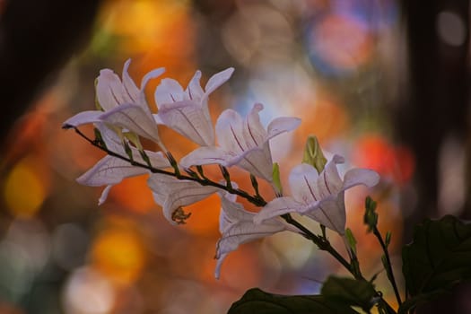 The white Flower of the Forest, bell (Mackaya bella) backlit by the bokeh of the early morning light.