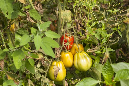 Organic tomato plantation with red and green fruits