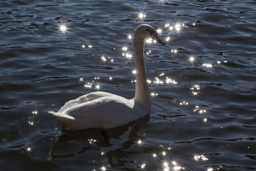 Swan swiming in a river with light stars arround