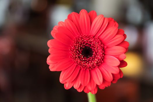 Image of a single beautiful red gerbera in a room with blurred background