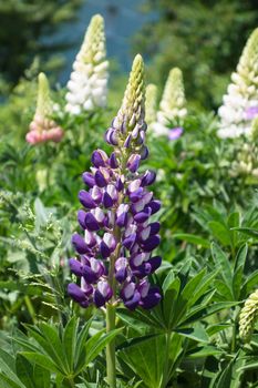 Flowerbed with hyacinths in the city Augsburg, Bavaria, Germany