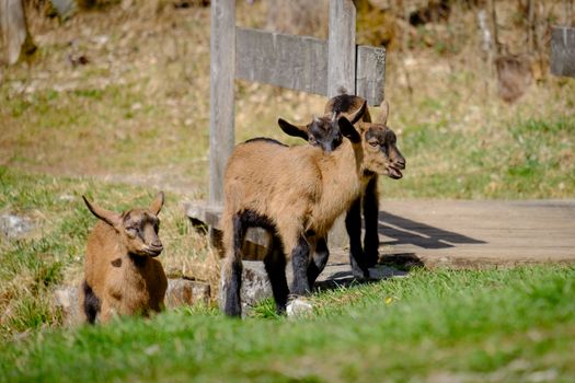 Young goats are playing on a green meadow in Bavaria, Germany