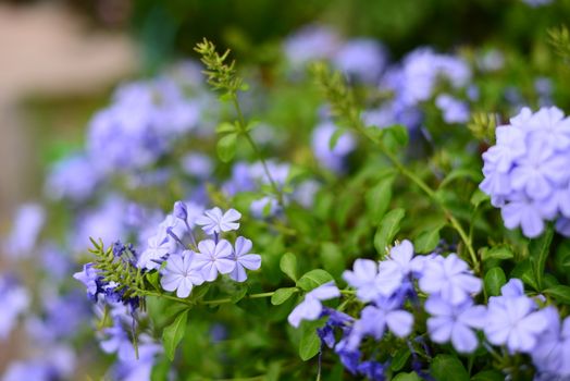 Beautiful Blue Flower name Plumbago auriculata Lam