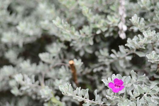 Woderful of Barometer Bush Pink Flower and White Leaves