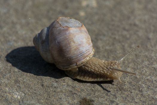 Roman snail - Helix pomatia. Helix pomatia, common names of the Romans, Burgundians, slug with injured casings