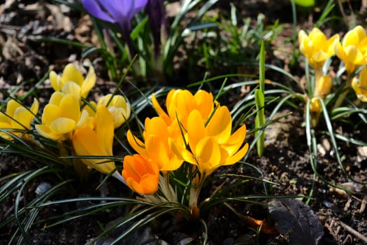 Close up image of sunny Yellow Crocus