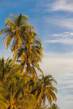 Forest of palm trees in the blue sunny sky background