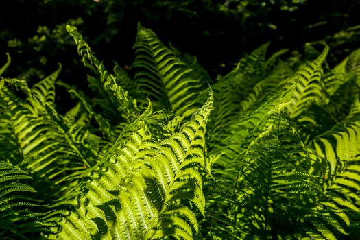 Ferns in the forest, Latvia. Beautyful ferns leaves green foliage. Close up of beautiful growing ferns in the forest. Natural floral fern background in sunlight. Green fern leaves perfect as background.

