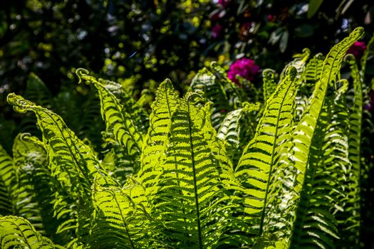 Ferns in the forest, Latvia. Beautyful ferns leaves green foliage. Close up of beautiful growing ferns in the forest. Natural floral fern background in sunlight. Green fern leaves perfect as background.

