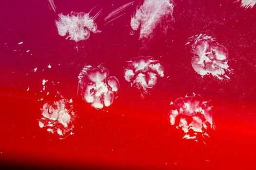 Cat footprints on red car bonnet. Animal footprint background concept. Cats footprints on red car as background.
